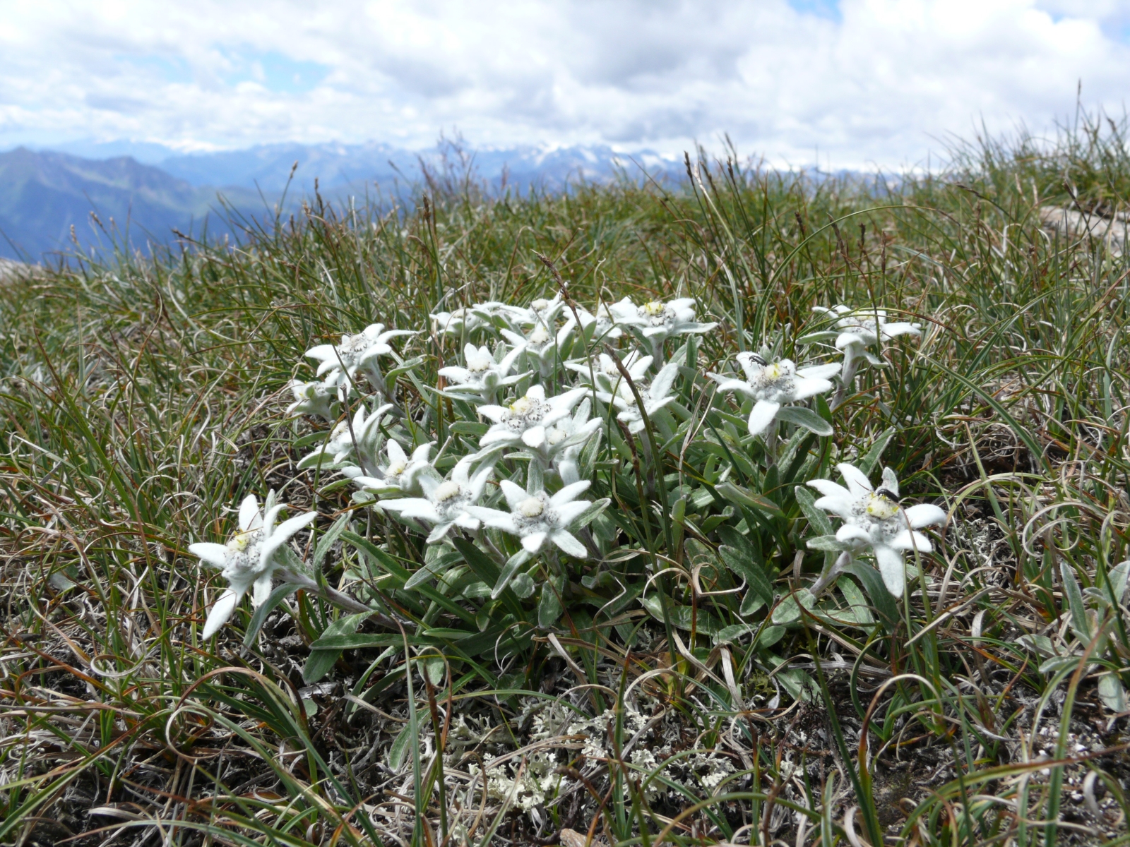 Leontopodium Alpinum